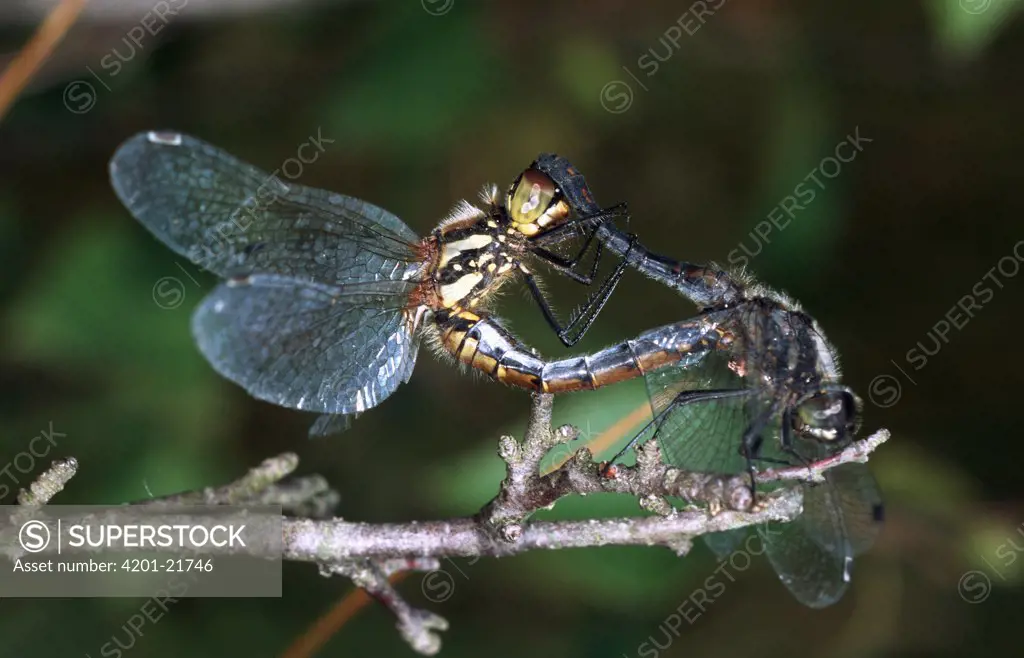 Black Darter (Sympetrum danae) dragonfly, pair mating, western Europe