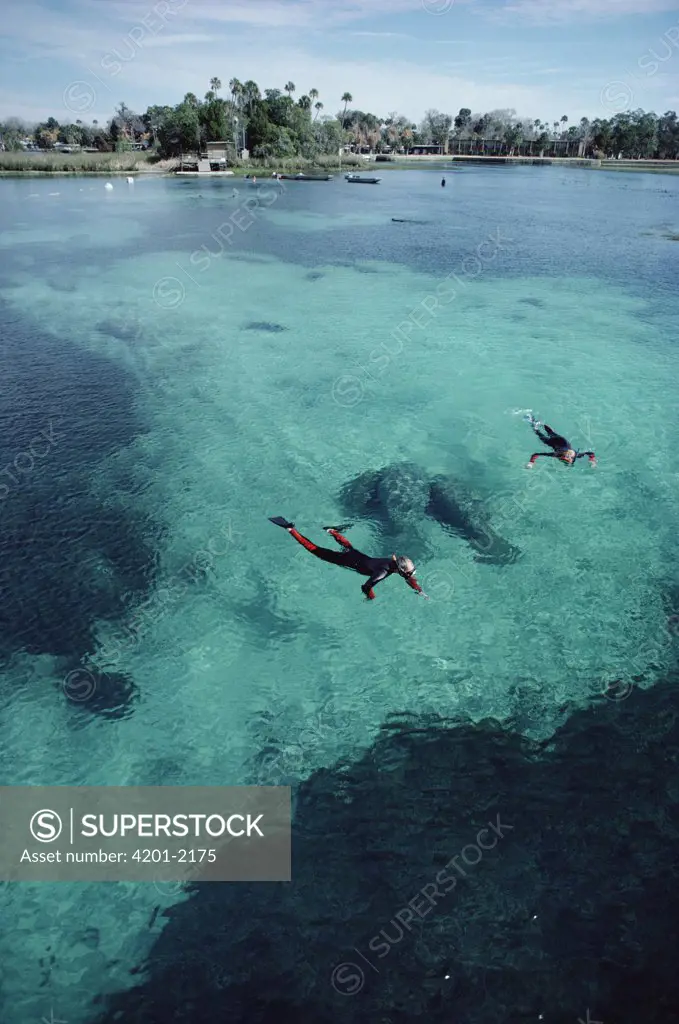 West Indian Manatee (Trichechus manatus) pair with snorkelers in Kings Bay, Crystal River, Florida