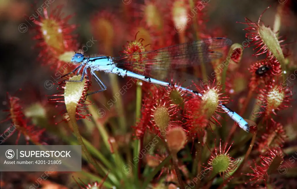 Common Blue Damselfly (Enallagma cyathigerum) trapped in Sundew (Drosera sp) insectivorous plant, western Europe