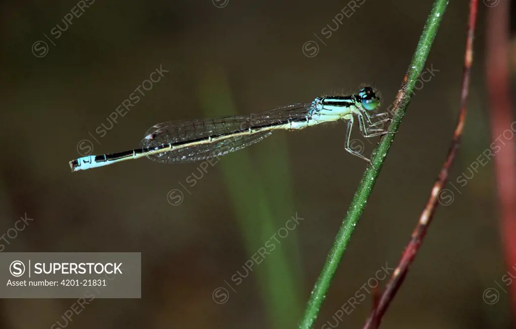 Small Spreadwing (Lestes virens) damselfly on stem, side view, western Europe