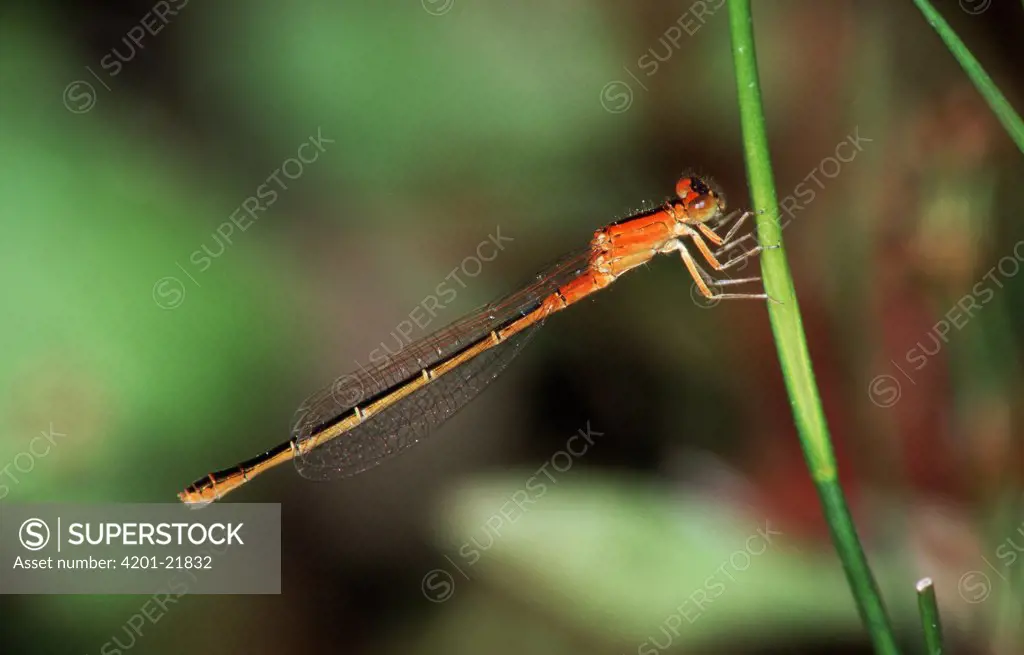 Small Spreadwing (Lestes virens) damselfly on stem, side view, western Europe