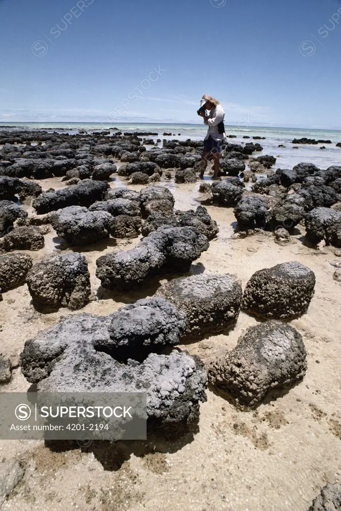 Tourist photographing stromatolites, colonies of blue-green algae, the oldest life form that still exists today fossils dated to over three billion years ago, Hamelin Pool, Western Australia