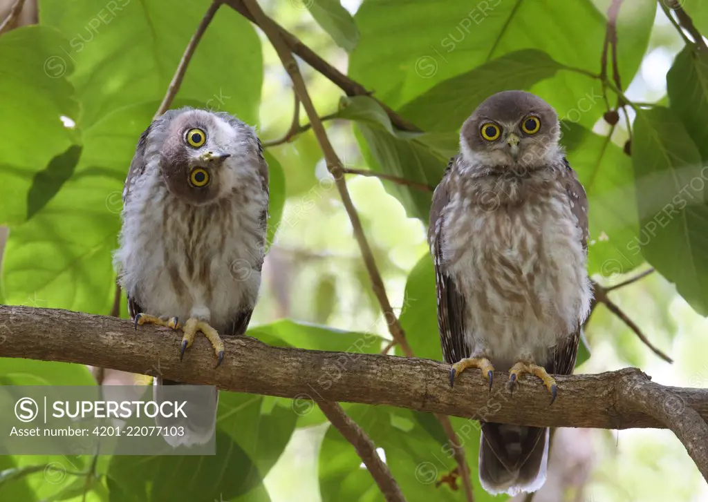 Barking Owl (Ninox connivens) juveniles, Ross River, Townsville, Queensland, Australia