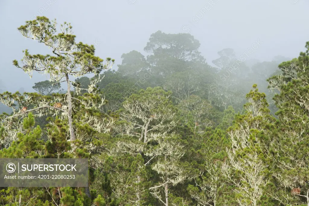 Hispaniolan Pine (Pinus occidentalis) trees in cloud forest, Valle Nuevo National Park, Dominican Republic