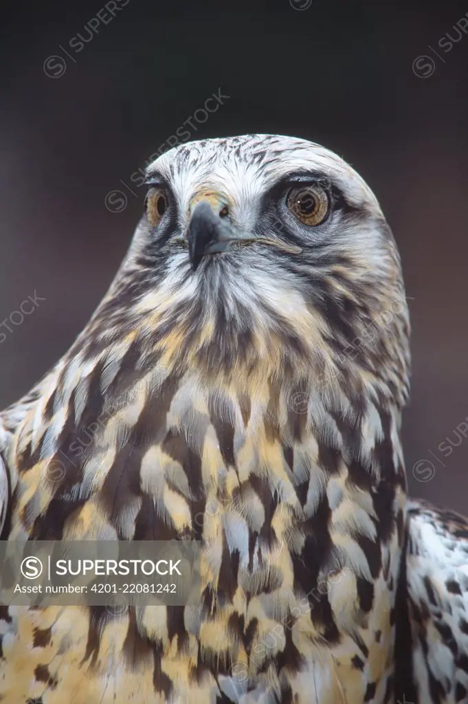 Rough-legged Hawk (Buteo lagopus) in light phase, Vermont