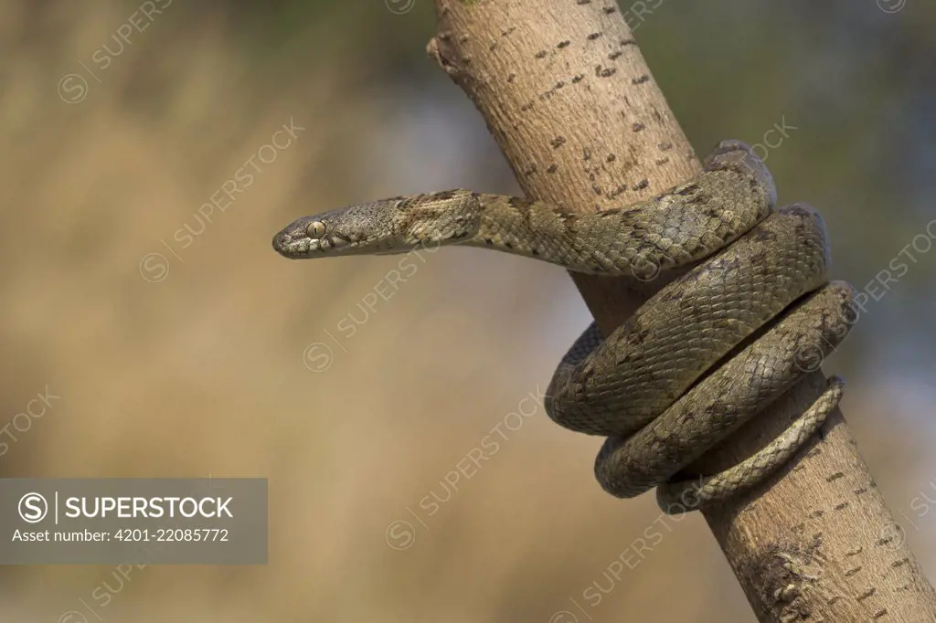 European Cat Snake (Telescopus fallax), Crete, Greece
