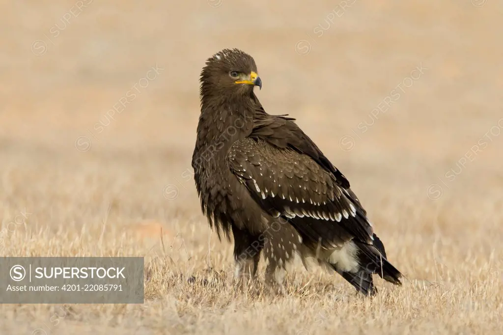 Lesser Spotted Eagle (Aquila pomarina), Salalah, Oman