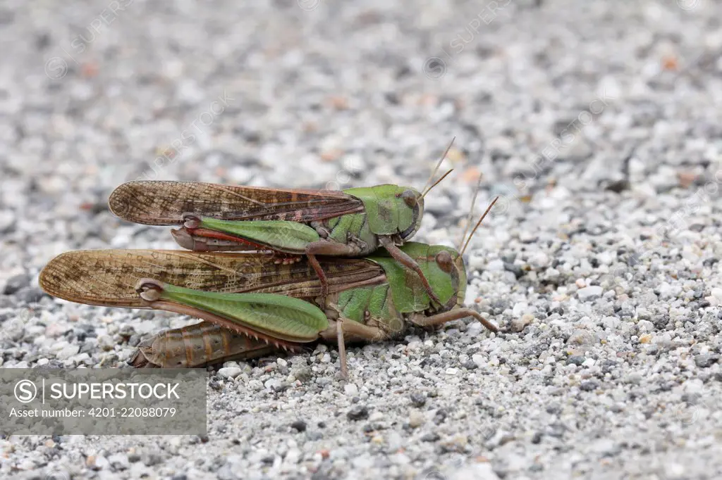 Migratory Locust (Locusta migratoria) male and female, Verbania