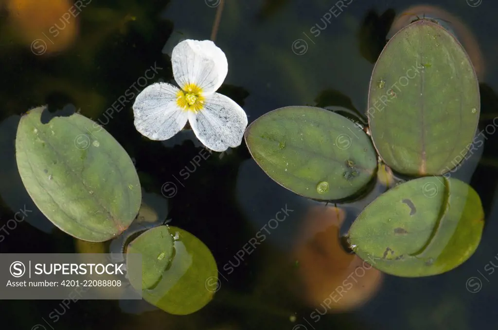 Floating Water Plantain (Luronium natans) leaves and flowers, Heeze, Netherlands