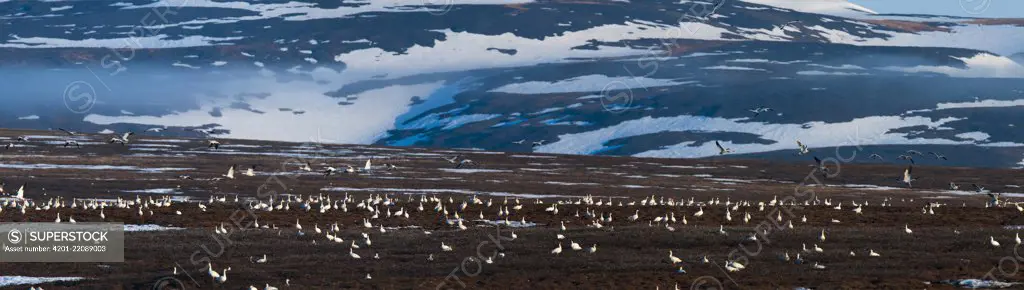 Snow Goose (Chen caerulescens) nesting colony on tundra, Wrangel Island, Russia