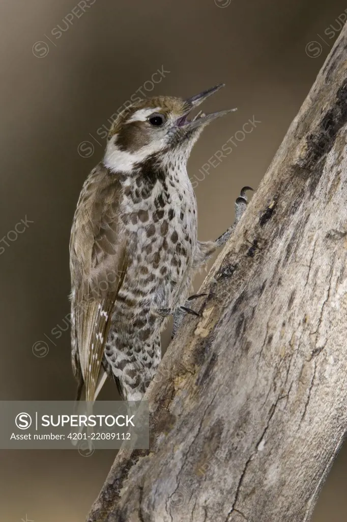 Arizona Woodpecker (Picoides arizonae) female, Arizona