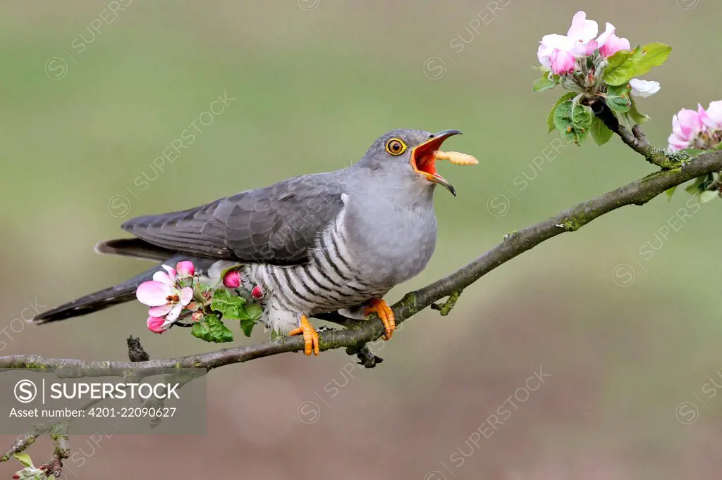 Common Cuckoo (Cuculus canorus) male swallowing larva, Baden-Wurttemberg, Germany