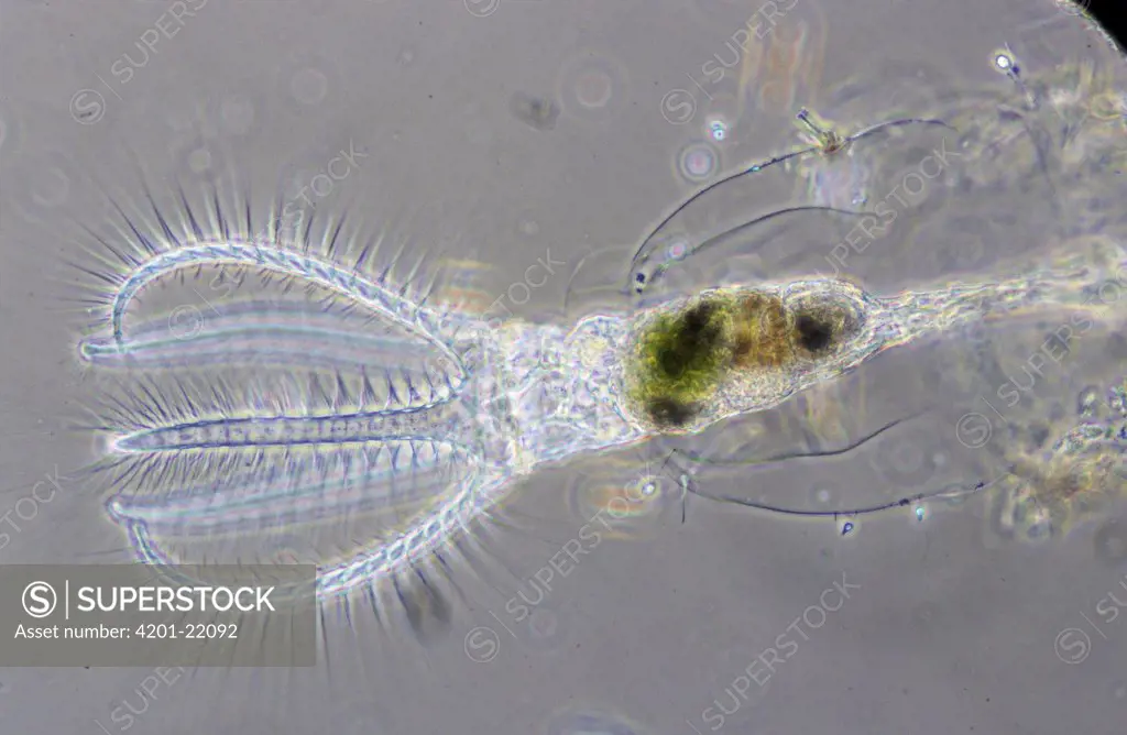 Rotifer (Rotaria rotatoria) a microscopically small animal with a length of 004 to 240 mm, showing cilia on its trochal discs, waterborne and can inhabit highly acidic environments