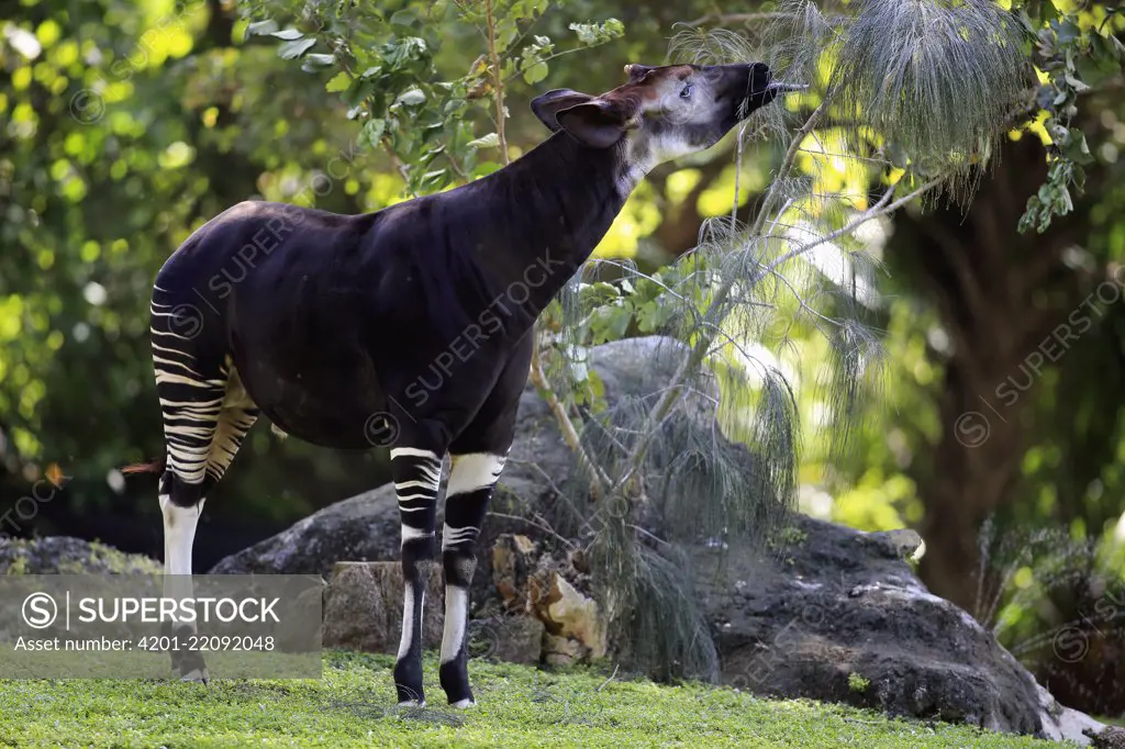 Okapi (Okapia johnstoni) browsing, Singapore Zoo, Singapore