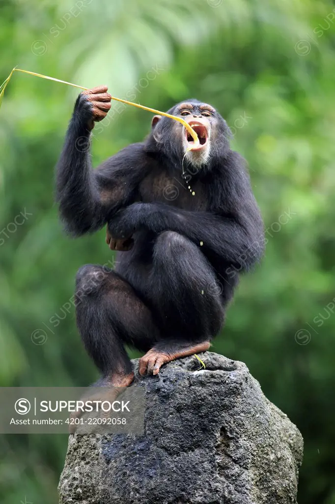 Chimpanzee (Pan troglodytes) female using tool to forage, Singapore Zoo, Singapore