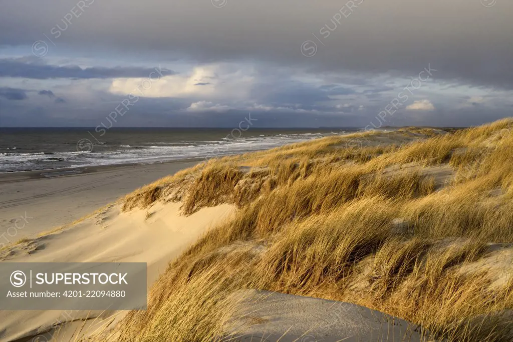 Marram Grass (Ammophila sp) in coastal sand dunes, Petten, Netherlands