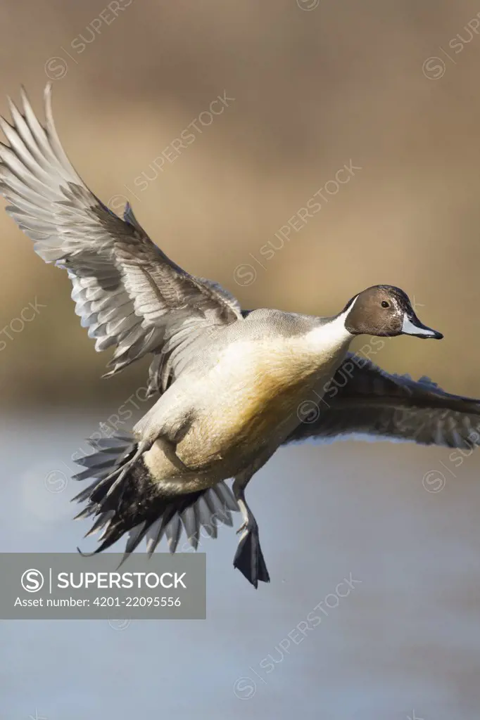 Northern Pintail (Anas acuta) male flying, central Montana