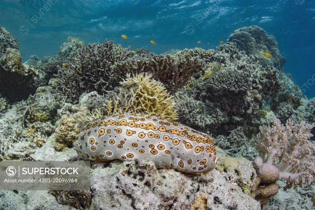 Leopard Sea Cucumber (Bohadschia argus) in coral reef, Lesser Sunda Islands, Indonesia