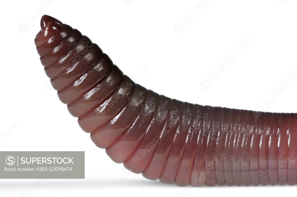 Common Earthworm (Lumbricus terrestris), Germany