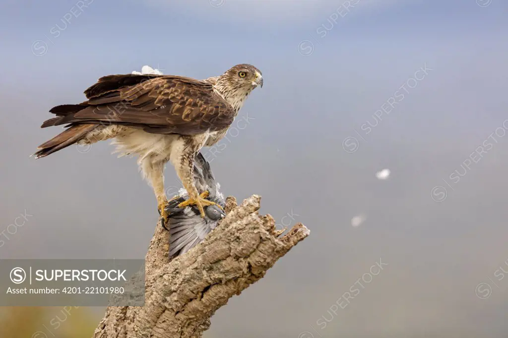 Bonelli's Eagle (Hieraaetus fasciatus) with pigeon prey, Extremadura, Spain
