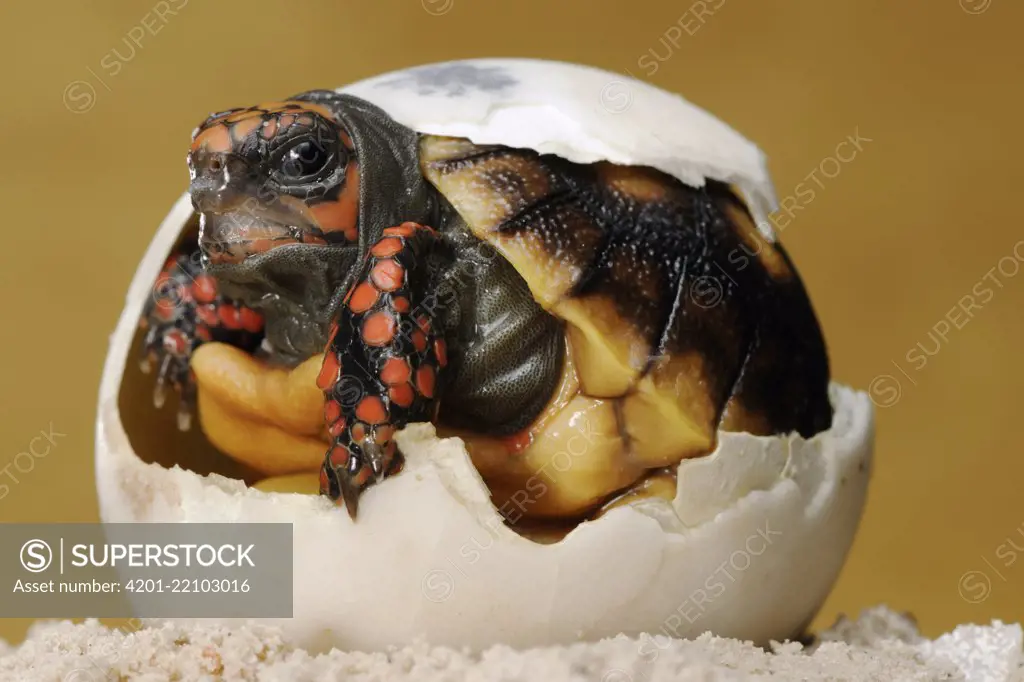 Red-footed Tortoise (Geochelone carbonaria) hatching, native to South America