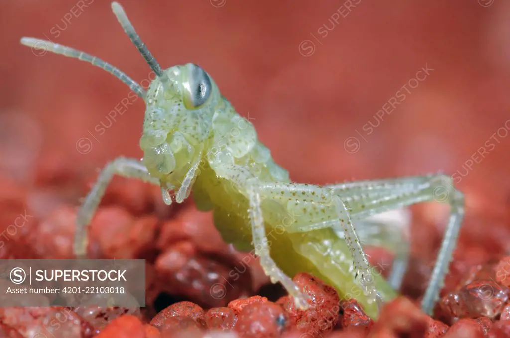 Desert Locust (Schistocerca gregaria) hatching from ground, native to Afria and Asia. Sequence 3 of 4