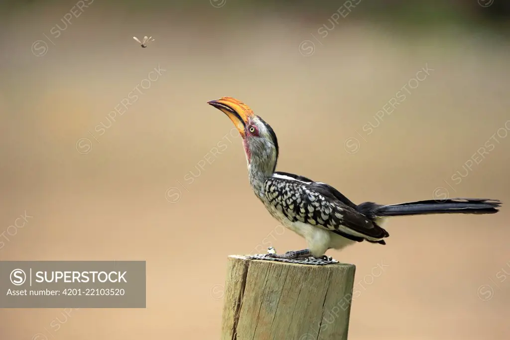Southern Yellow-billed Hornbill (Tockus leucomelas) hunting flying insect, Kruger National Park, South Africa