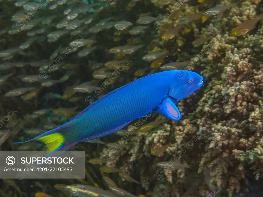 Moon Wrasse (Thalassoma lunare) terminal phase male (Protogynous sequential hermaphrodite) amid Glassfish (Parapriacanthus ransonneti), use coral reef as shelter and venture out to feed, Papua New Guinea, November 2015