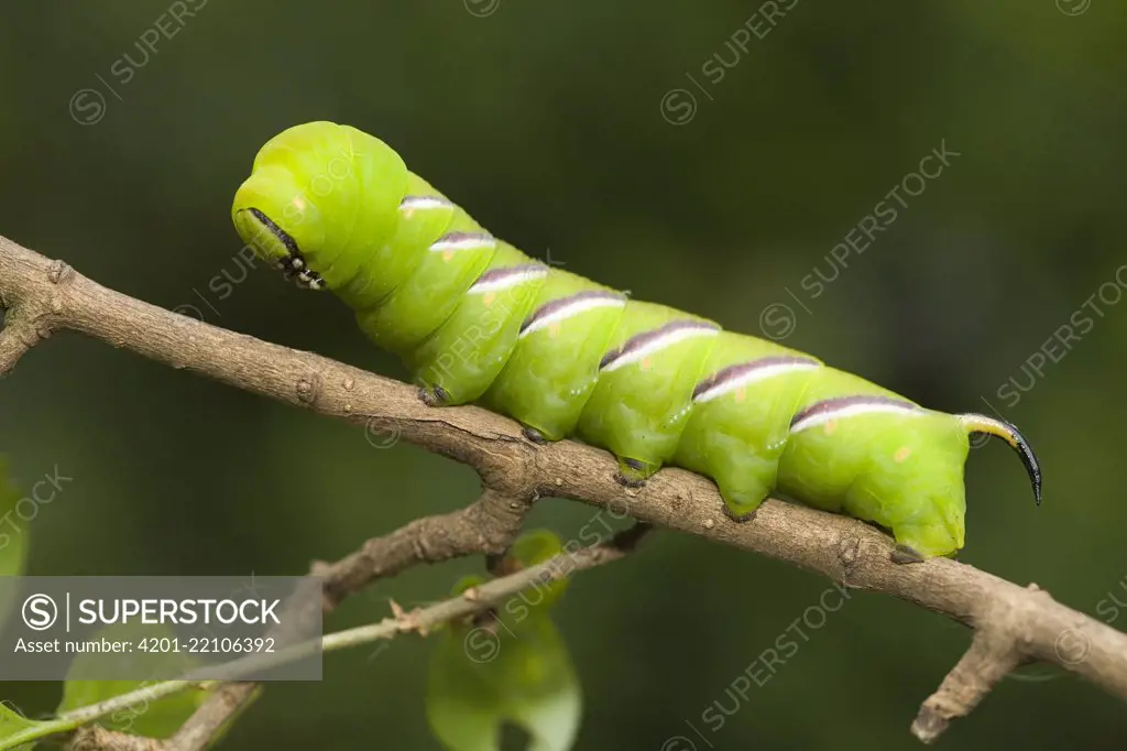 Privet Hawk Moth (Sphinx ligustri) caterpillar on a branch, Den Helder, Noord-Holland, Netherlands
