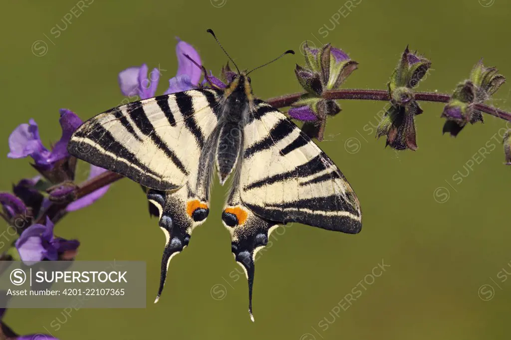 Scarce Swallowtail (Iphiclides podalirius) butterfly, Netherlands