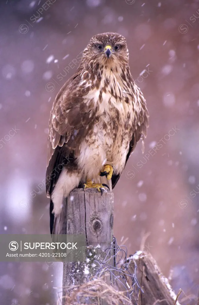 Common Buzzard (Buteo buteo) during snowfall, Europe
