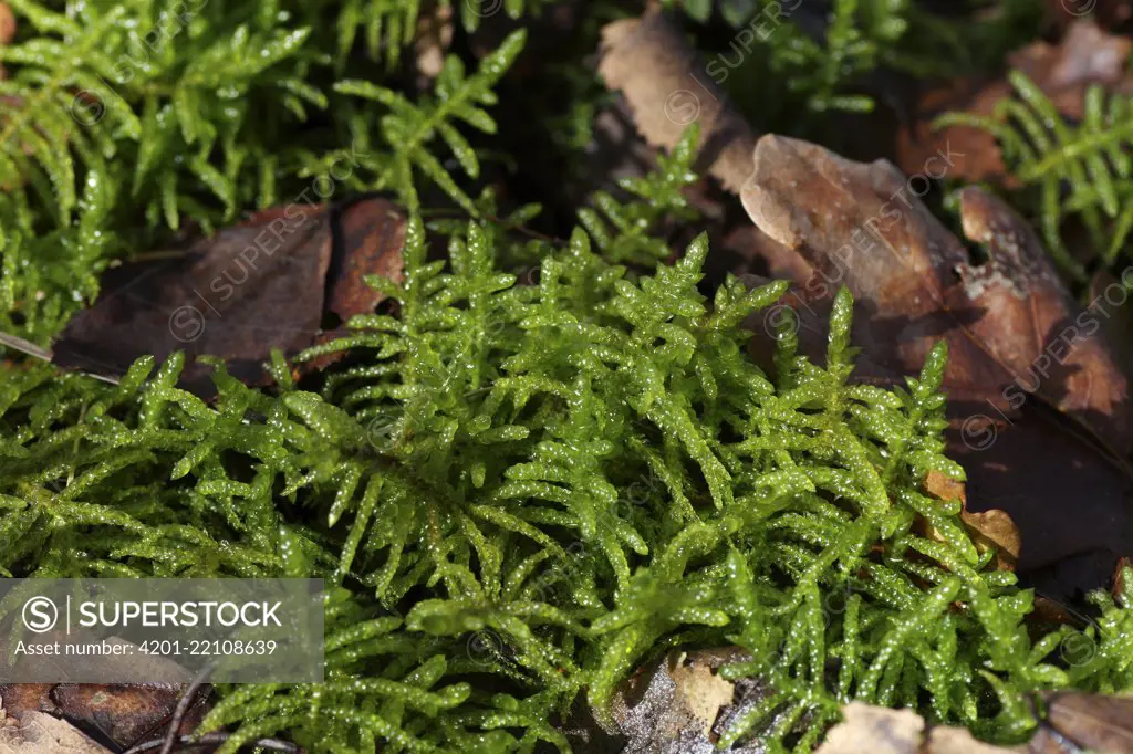 Moss (Pseudoscleropodium purum), Engbertsdijksvenen, Overijssel, Netherlands