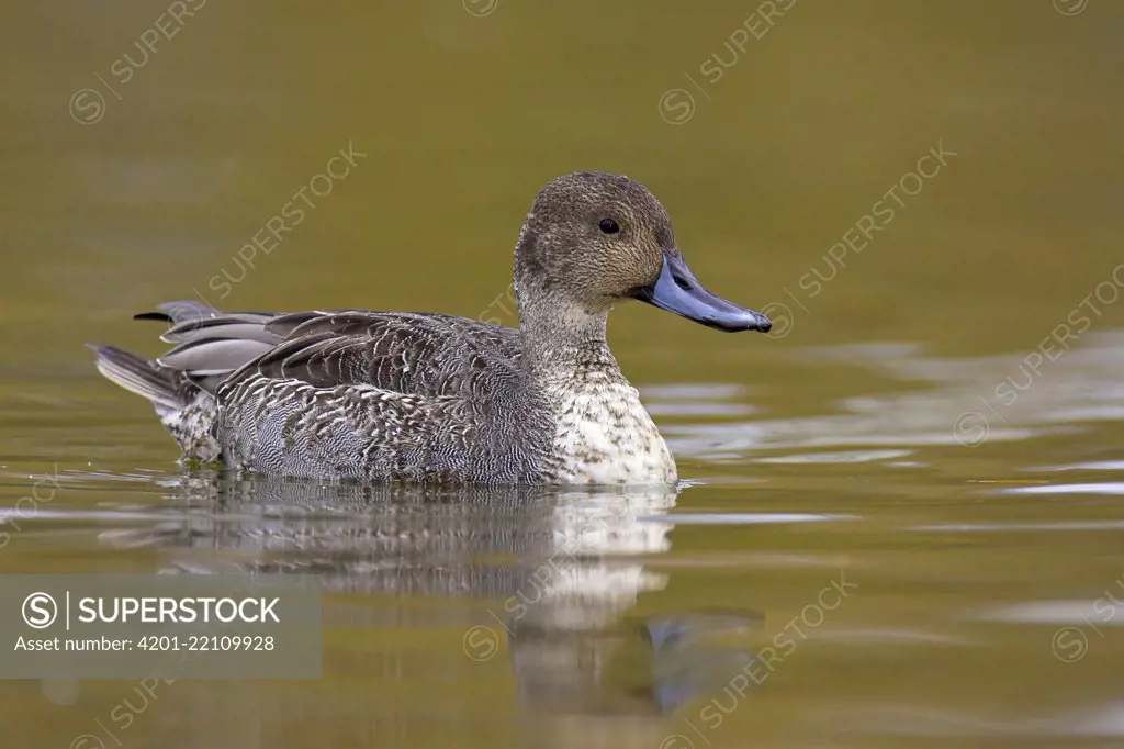 Northern Pintail (Anas acuta) young drake molting into breeding plumage, Vancouver, British Columbia, Canada