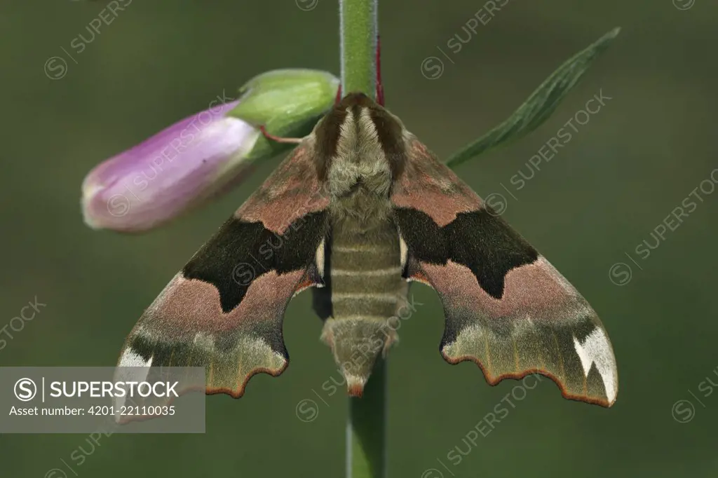 Lime Hawk Moth (Mimas tiliae) female on Purple Foxglove (Digitalis purpurea), Vriezenveen, Overijssel, Netherlands