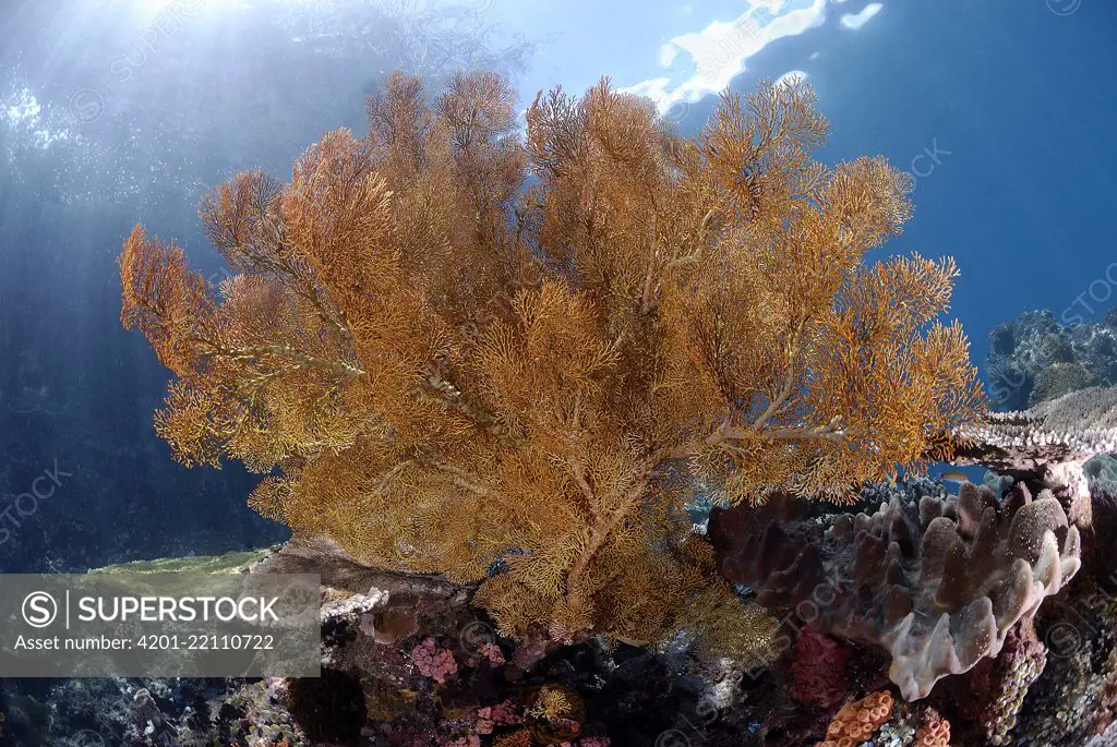 Common Sea Fan (Gorgonia ventalina) on reef, Indonesia