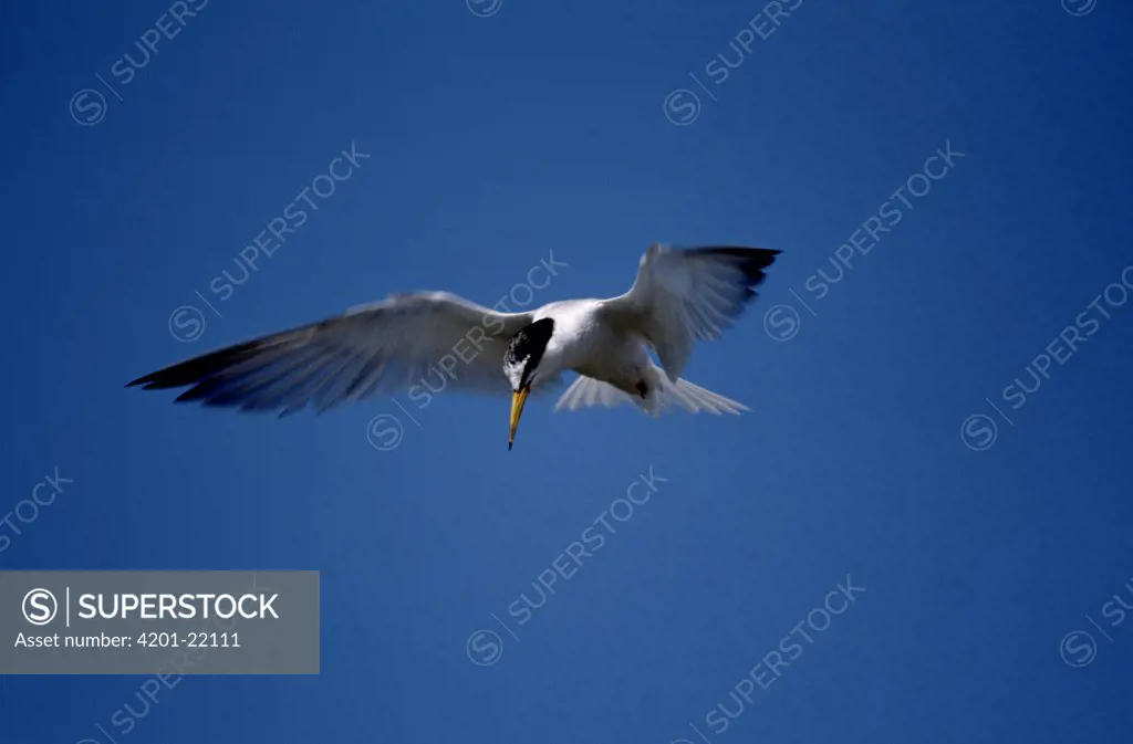 Little Tern (Sterna albifrons) hovering, Europe