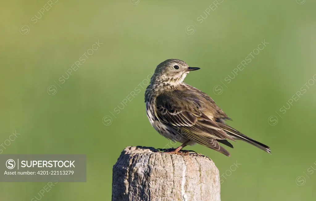 Meadow Pipit (Anthus pratensis) perched on pole, De Groote Peel National Park, Noord-Brabant, Netherlands