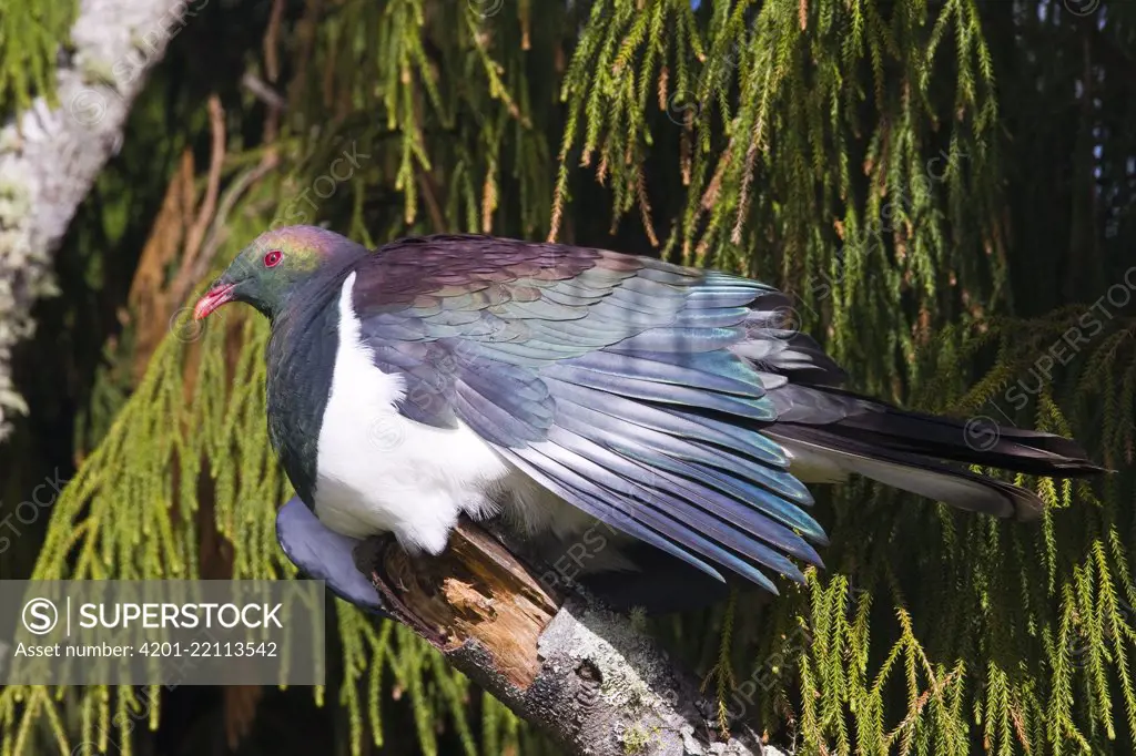 New Zealand Pigeon (Hemiphaga novaeseelandiae), Stewart Island, New Zealand