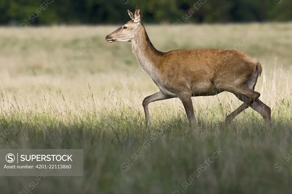 Red Deer (Cervus elaphus) doe walking, Kopenhagen, Denmark