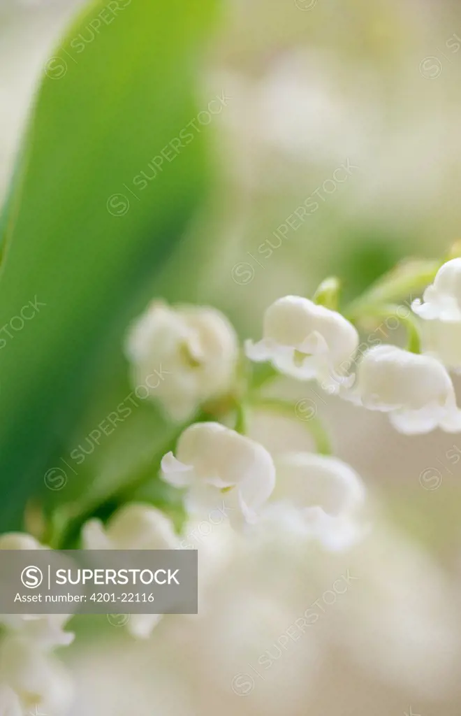 Lily of the Valley (Convallaria majalis), Europe