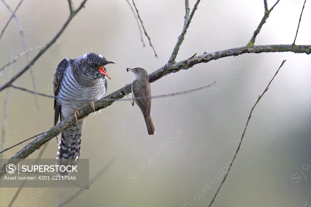 Common Cuckoo (Cuculus canorus) juvenile being fed by Eurasian Reed Warbler (Acrocephalus scirpaceus) host parent, Flevoland, Netherlands. Sequence 3 of 3