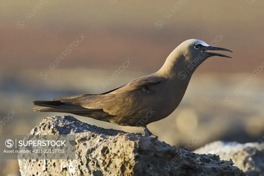 Brown Noddy (Anous stolidus) calling, Ascension Island, South Atlantic