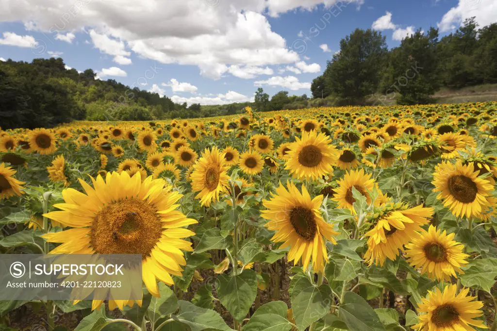 Common Sunflower (Helianthus annuus) field, Provence, France