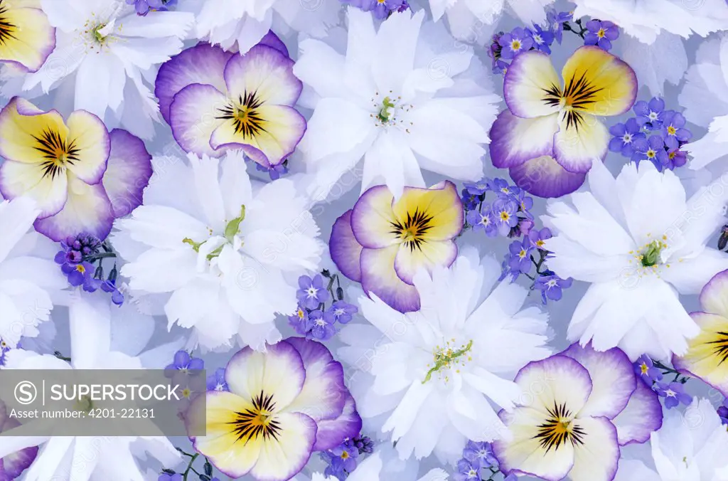 Violet (Viola sp) flowers, Forget-me-not (Myosotis palustris) and white flowers in floral arrangement