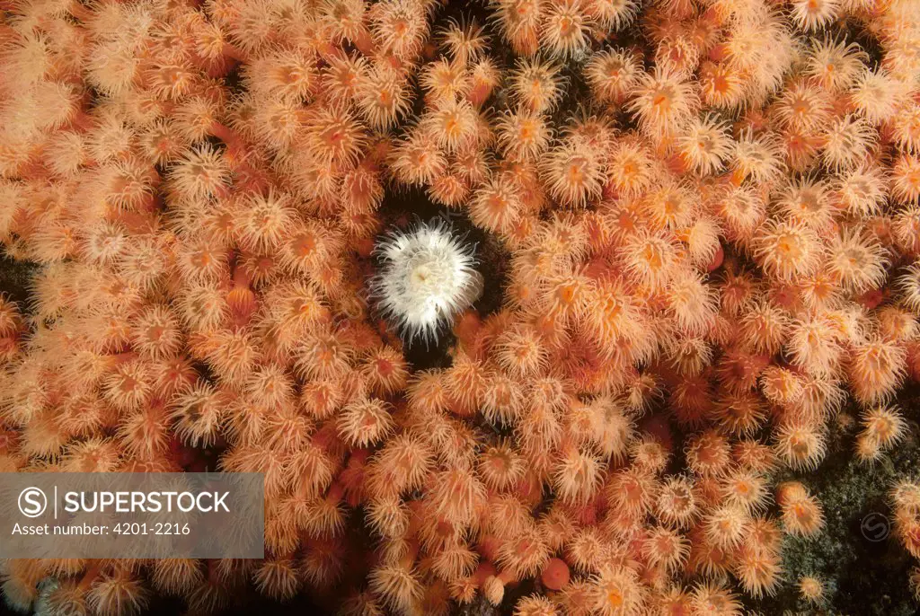 Frilled Sea Anemone (Metridium senile) surrounded by genetic clones of an Orange Frilled Sea Anemone, British Columbia, Canada