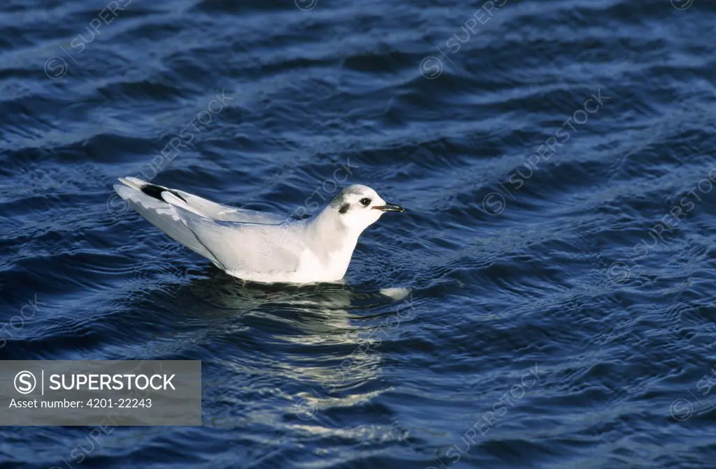 Little Gull (Larus minutus) floating on water, Europe