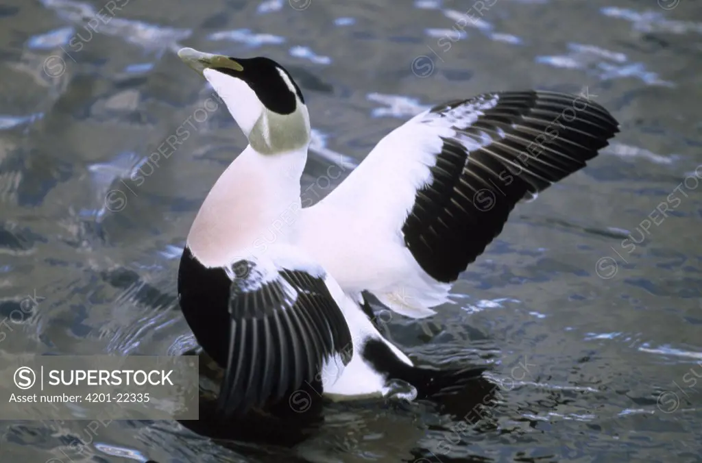 Common Eider (Somateria mollissima) male stretching wings, Europe