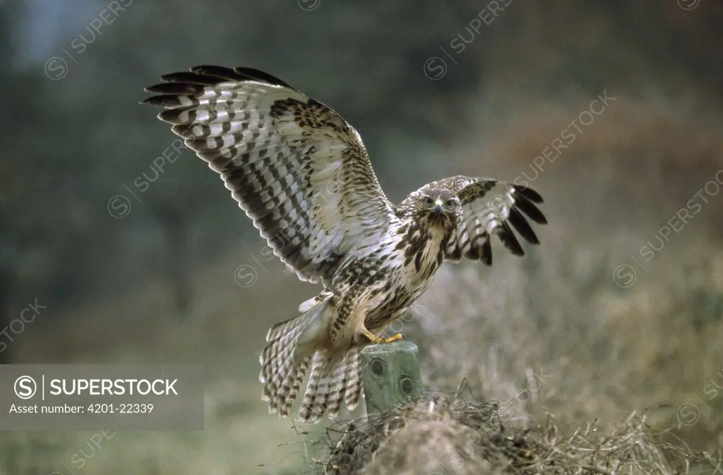 Common Buzzard (Buteo buteo) with wings outstretched, Europe