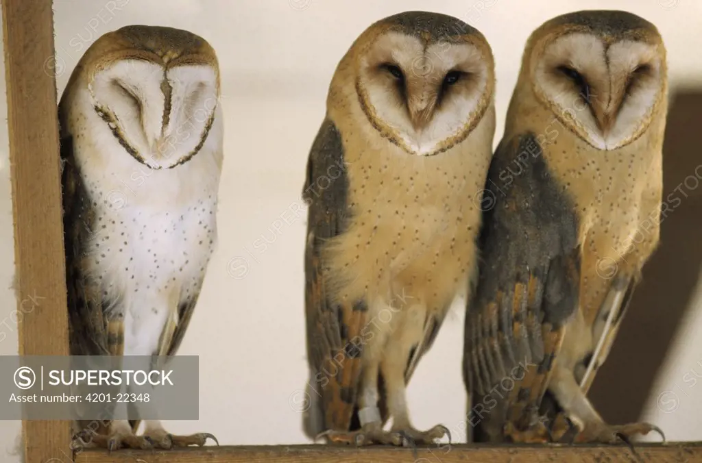 Barn Owl (Tyto alba) trio, Europe