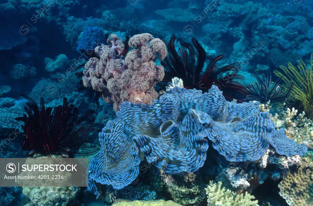 Small Giant Clam (Tridacna maxima) sitting in front of a small colony of Soft Coral (Dendronephthya sp), Great Barrier Reef, Queensland, Australia